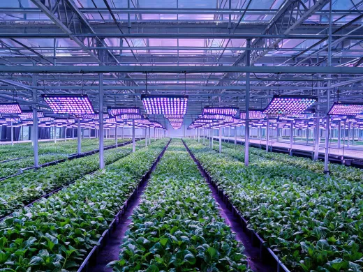 Horticultural lighting greenhouse